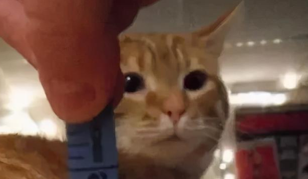 我家猫是个“露蛋狂魔” 现场早就控住忍不住了···(图3)