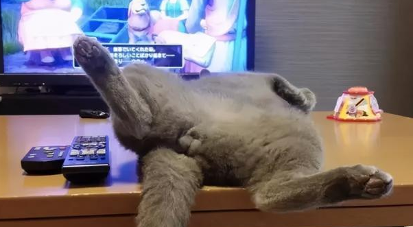 我家猫是个“露蛋狂魔” 现场早就控住忍不住了···(图4)