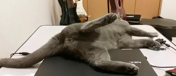 我家猫是个“露蛋狂魔” 现场早就控住忍不住了···(图5)