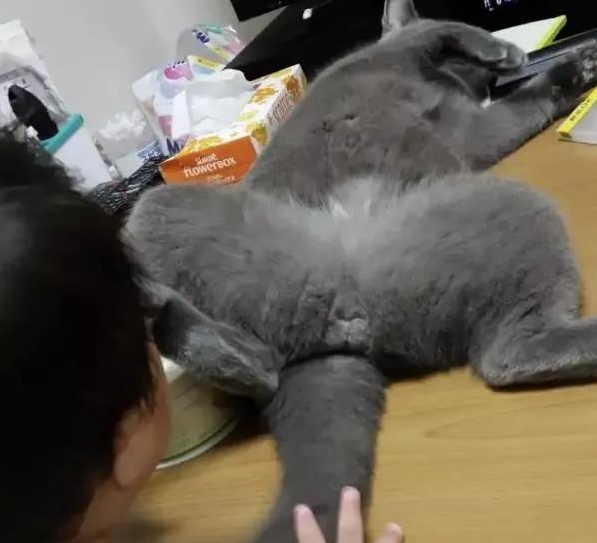 我家猫是个“露蛋狂魔” 现场早就控住忍不住了···(图6)