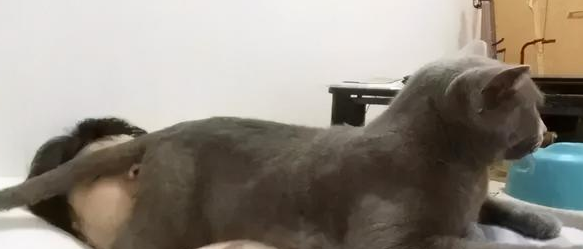 我家猫是个“露蛋狂魔” 现场早就控住忍不住了···(图7)