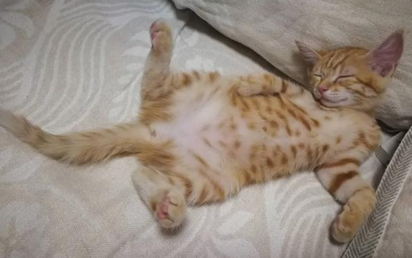 我家猫是个“露蛋狂魔” 现场早就控住忍不住了···(图9)