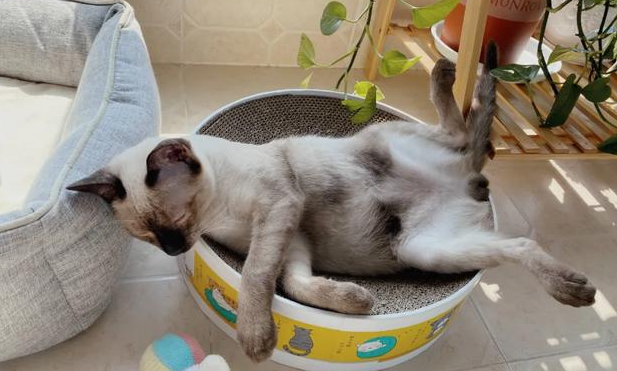 我家猫是个“露蛋狂魔” 现场早就控住忍不住了···(图10)