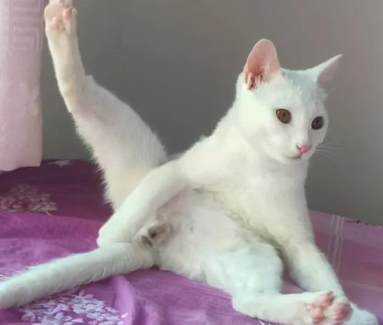 我家猫是个“露蛋狂魔” 现场早就控住忍不住了···(图11)