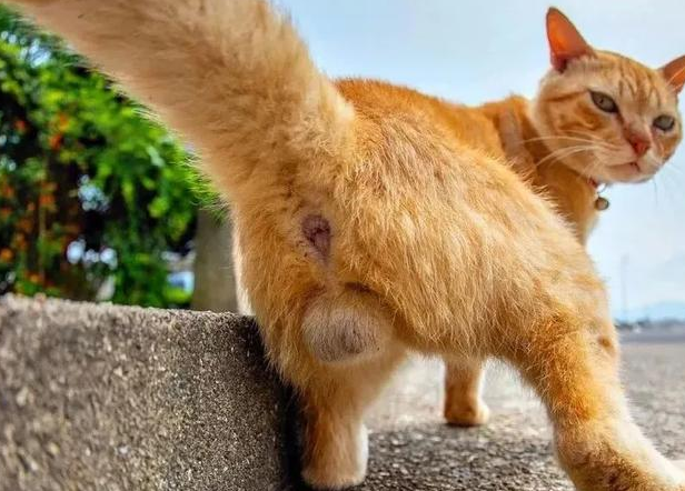 我家猫是个“露蛋狂魔” 现场早就控住忍不住了···(图12)