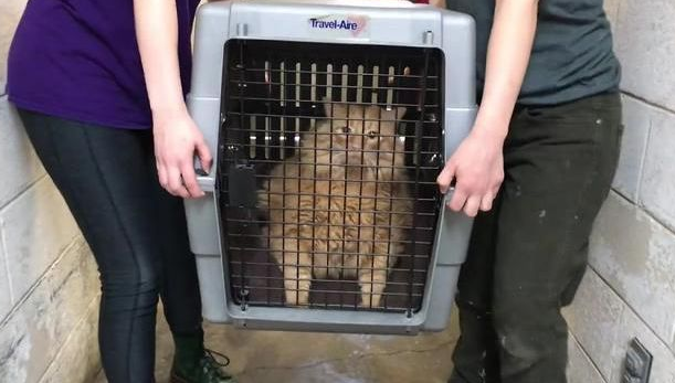 主人老年痴呆 把猫咪喂成32斤大胖喵 去逝后才被人才发现…(图2)