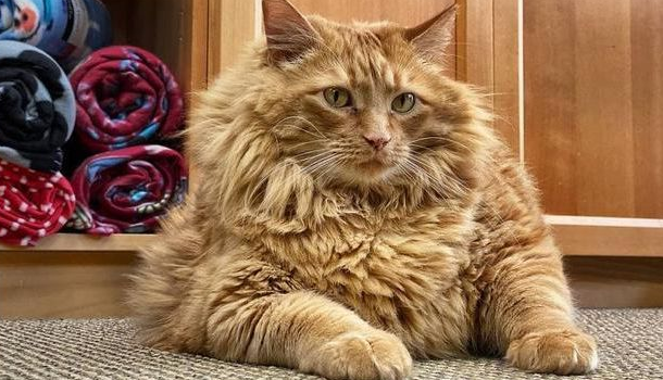 主人老年痴呆 把猫咪喂成32斤大胖喵 去逝后才被人才发现…(图4)