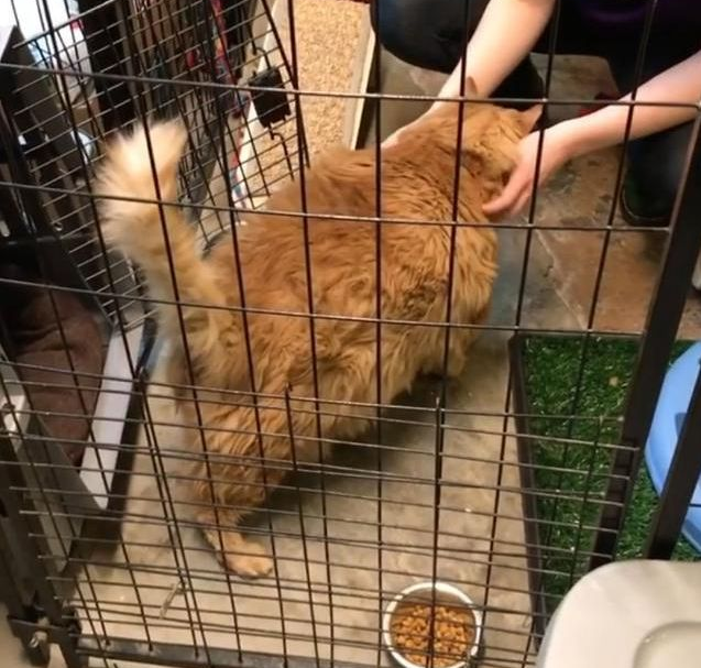 主人老年痴呆 把猫咪喂成32斤大胖喵 去逝后才被人才发现…(图3)