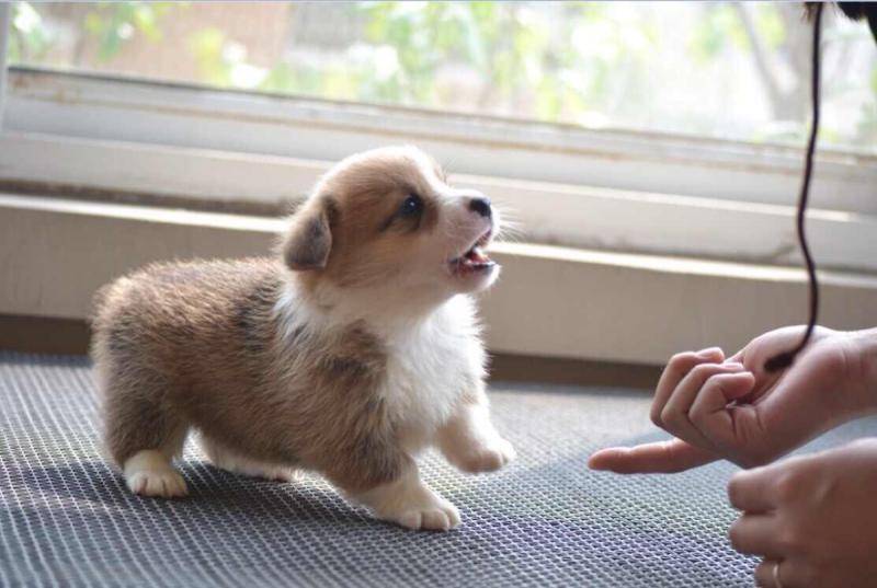 边境牧羊犬多少天断奶?可以再结合这样的情况来(图3)