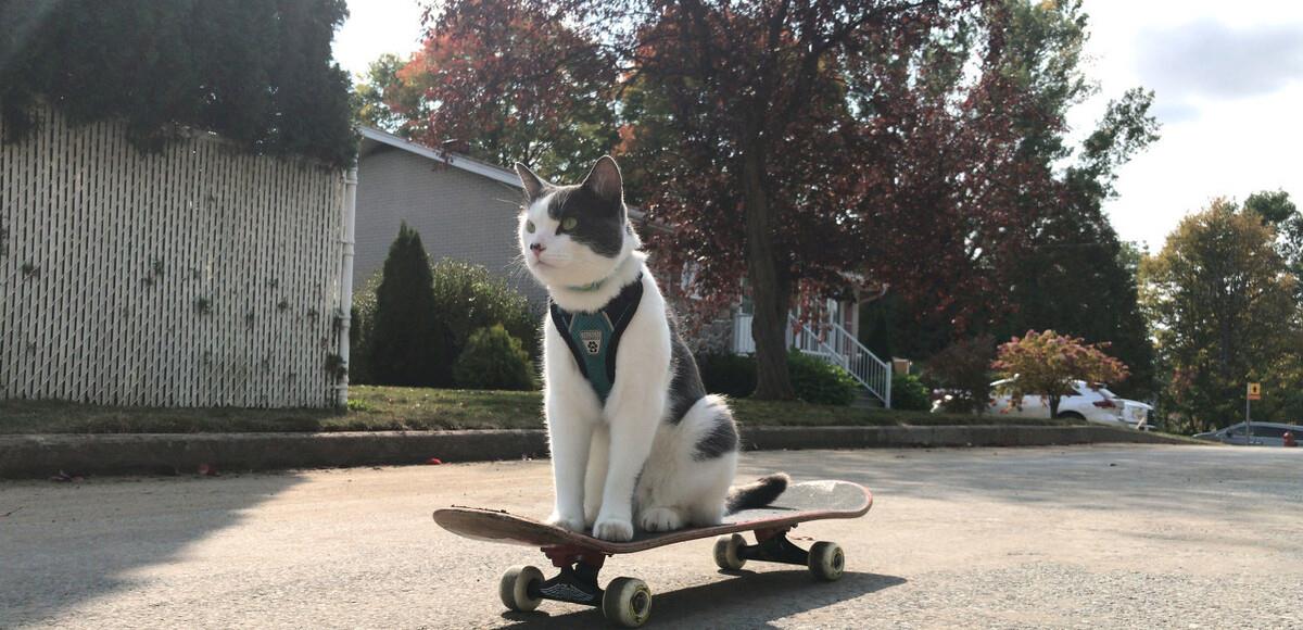 公猫的领地未知理论边界 猫的影响力逐渐变动(图1)