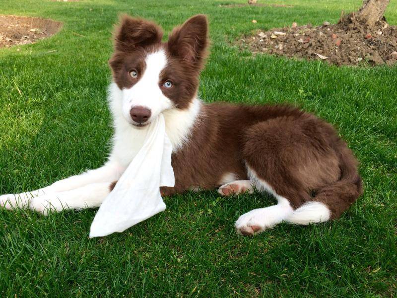 边境牧羊犬眼睛什么东西颜色好?眼睛并不是唯一标准(图2)