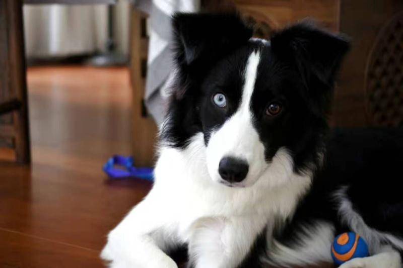 边境牧羊犬眼睛什么东西颜色好?眼睛并不是唯一标准(图1)