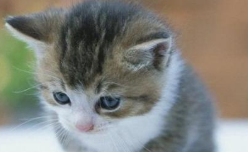 宠物猫打完疫苗后生命饲主将事发原因宠物医院告上法庭(图1)