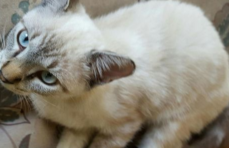 猫咪拍醒爷爷冲破火场却大不幸自丧身(图1)