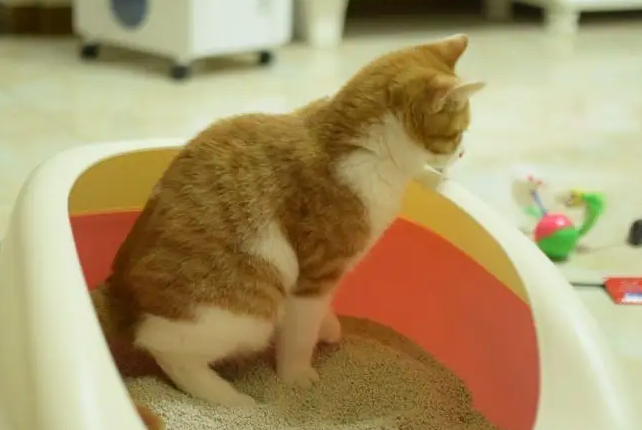 为么猫拉粑粑干?主人要特别注意了(图1)