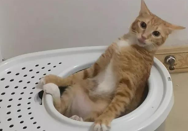 为么猫拉粑粑干?主人要特别注意了(图2)