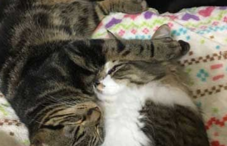 小猫咪大逆不道遭受攻击的猫哥哥成表情包(图1)