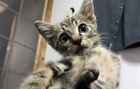 小猫咪大逆不道遭受攻击的猫哥哥成表情包(图2)