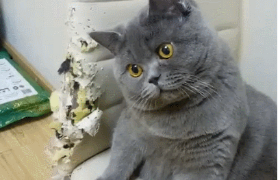 养猫后 我过上了“极简”生活 网友:都是假的到让人潸然泪下!(图1)