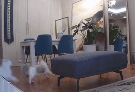 养猫后 我过上了“极简”生活 网友:都是假的到让人潸然泪下!(图2)