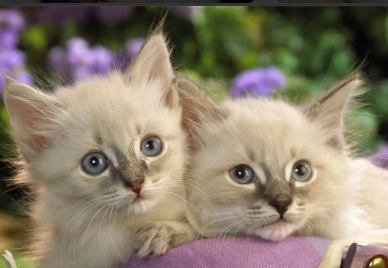 怎么看猫还有没有怀宝宝?大家快来自学一下!(图1)