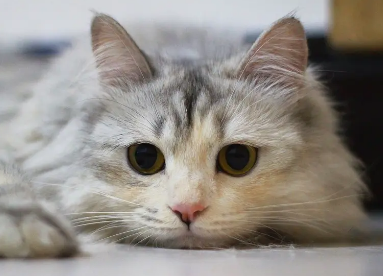 怎么看猫还有没有怀宝宝?大家快来自学一下!(图2)