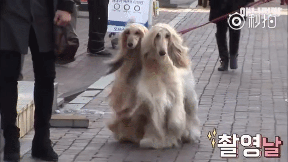 阿富汗猎犬 难的养但却最高贵无比的狗!(阿富汗猎犬别名)(图4)