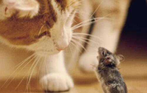 女孩养的猫生了一窝小猫 但有一只很十分古怪 女孩栏里点后瞪大眼睛(图1)