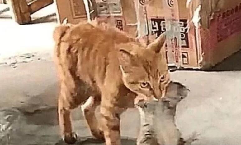 猫咪被克扣工资粮食后 断绝关系 隔天见到嘴里的猎物 喝彩大声叫好(图2)
