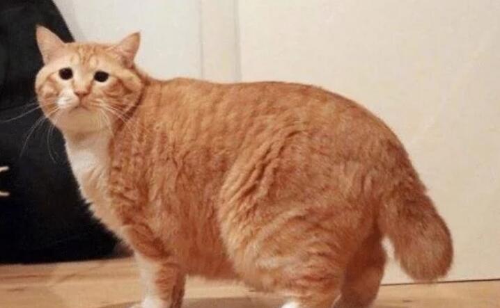 猫咪被克扣工资粮食后 断绝关系 隔天见到嘴里的猎物 喝彩大声叫好(图1)