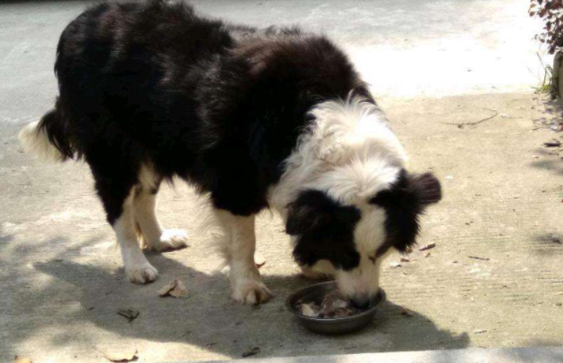 边境牧羊犬我想知道为什么养的人少?在看你会不会缄默(图2)