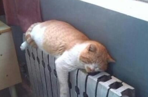 “山大神猫”昨晚意外逝世学子们不受哀悼(图1)