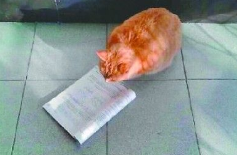 “山大神猫”昨晚意外逝世学子们不受哀悼(图2)