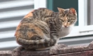 见到有人救了自己的孩子 母猫默默无语一起离开：孩子 你不用什么再漂泊了(图1)