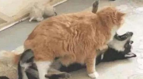 把橘猫和二哈送回家 晚上下班出去一看笑得胃抽筋儿:果然英雄难过美人关(图1)