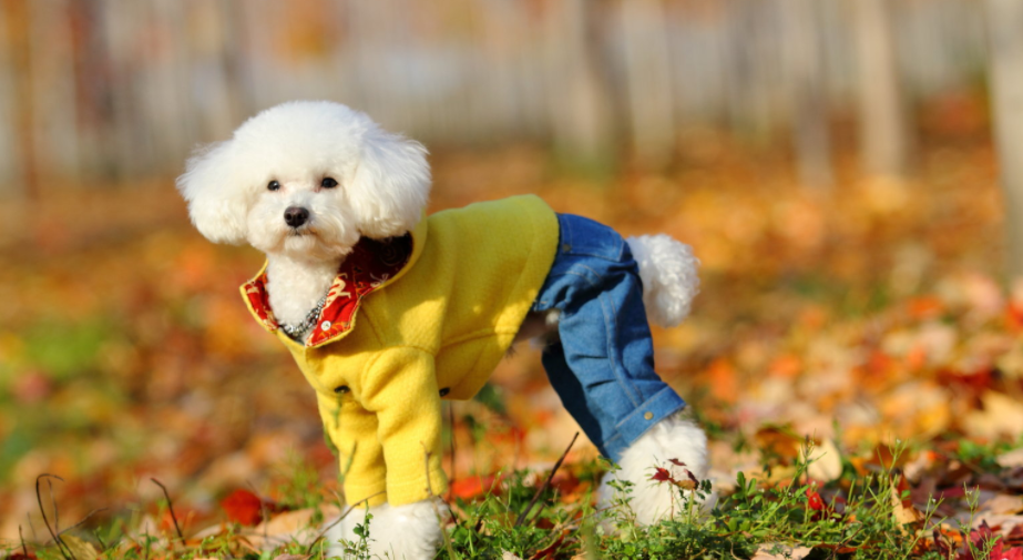 一只泰迪犬多少钱 做好功课不被带偏(图1)