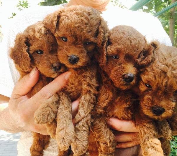 一只泰迪犬多少钱 做好功课不被带偏(图2)