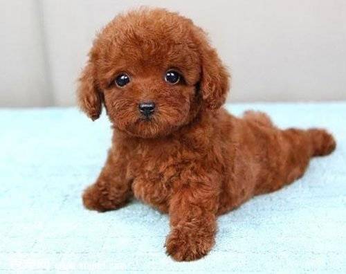 一只泰迪犬多少钱 做好功课不被带偏(图3)