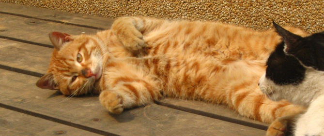 好心会赠送猫 却遇“猫贩子”？(图1)