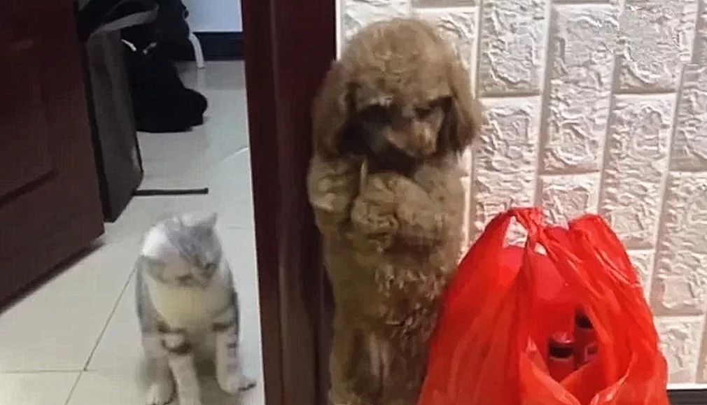 狗狗被主人被罚站 猫咪竟公报私仇：伤害性不是太大 字字见血呀(图1)