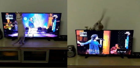 天真可爱猫抓蚊子跳到电视机岂料双脚没踩稳就摔惨(图1)