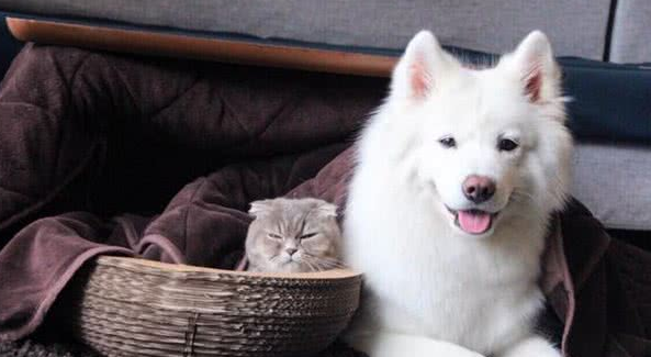 12岁小女孩右眼失明竟是 寄生在猫狗身上的犬弓蛔虫！(图2)