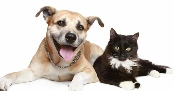 12岁小女孩右眼失明竟是 寄生在猫狗身上的犬弓蛔虫！(图1)