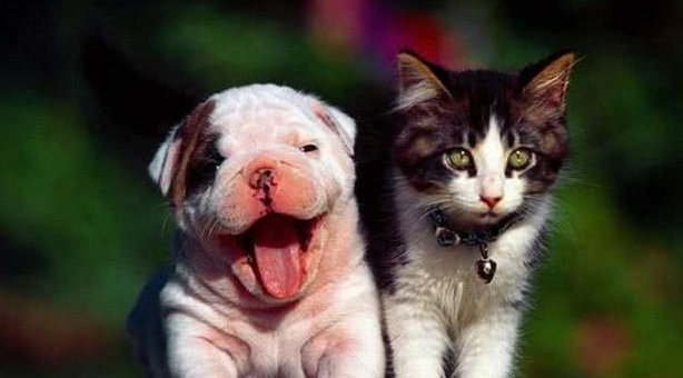 12岁小女孩右眼失明竟是 寄生在猫狗身上的犬弓蛔虫！(图3)