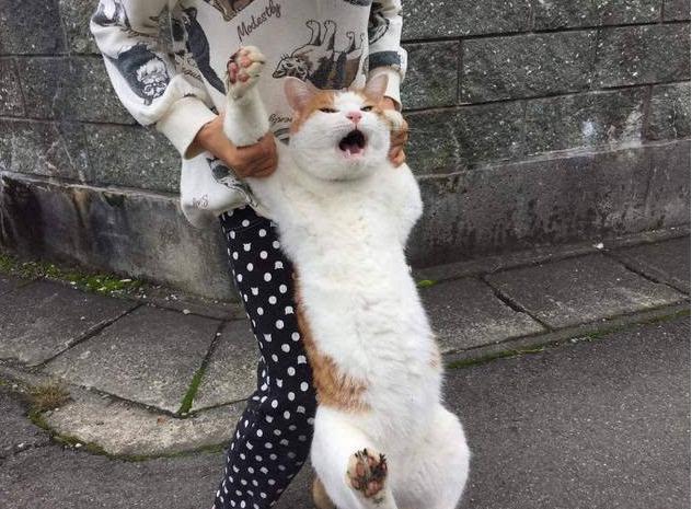 假如白送人你一只猫 这6种 你会抱哪只回家来？(图1)