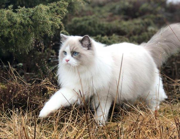 假如白送人你一只猫 这6种 你会抱哪只回家来？(图2)