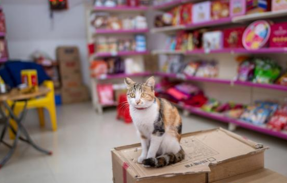 流浪猫成精了！喵星人商务办公组团不偷吃火腿肠 早上吃掉一百块(图1)