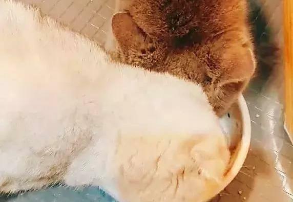 蓝猫你又顽皮了!白猫不就抢你一点吃的你就决定这个事!(图1)