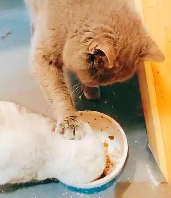 蓝猫你又顽皮了!白猫不就抢你一点吃的你就决定这个事!(图2)