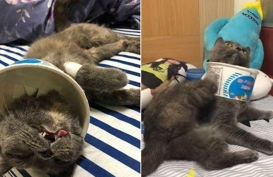 主人怕刚完了以后节育的爱猫舔伤口 又并不想多花钱多 于是它诞生了了……(图1)